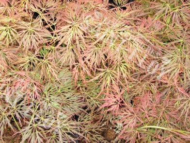 Acer rubrifolium
